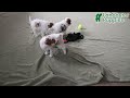 Cavapoo dogs for sale: Savanna HOUSE RAISED - Video 1