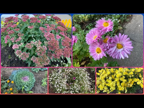 Autumn Beautiful Flower in Russia // Autumn Flower // Autumn In Russia // Flowers //  Autumn.