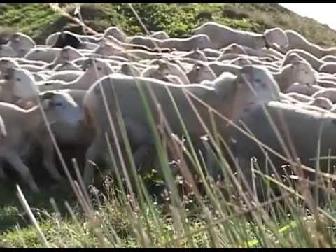 LE BERGER D'ARREAU (extrait)