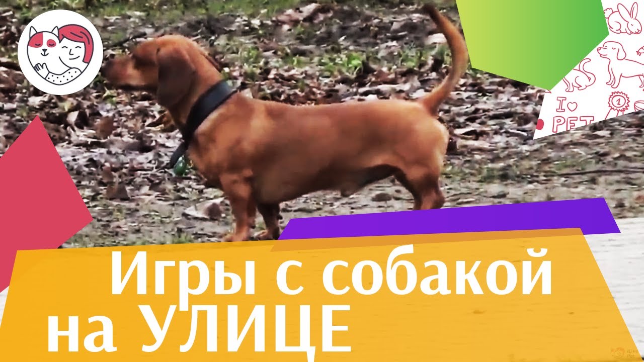 Игры для собак на свежем воздухе на ilikepet