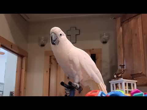 Max Mumbles & I Make Pizza