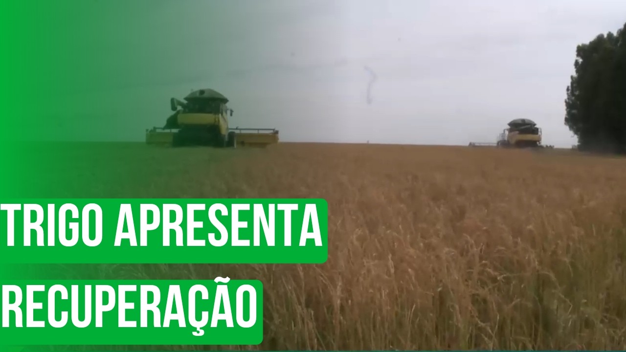Trigo apresenta recuperação