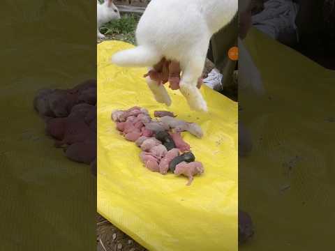 Baby rabbit 🐰🐰 #rabbit #shorts #bunny #short