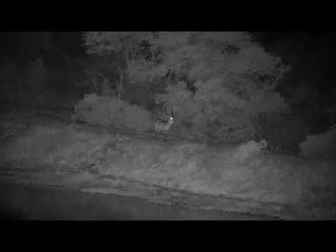 Djuma: Waterbuck bull on the dam wall - 20:53 - 11/20/2022