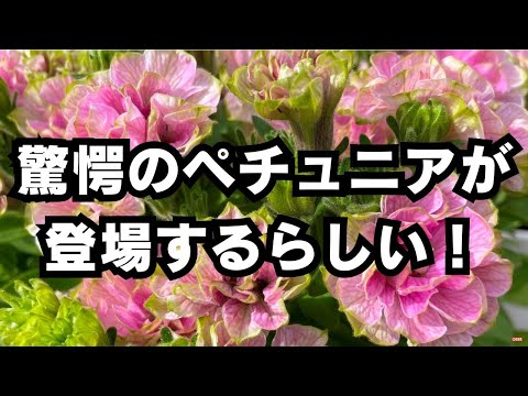 八重の花を持つクサノオウ、Chelidonium majus 'Flore Pleno'