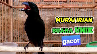 Download lagu Burung sewotan deot murai irian gacor mp3