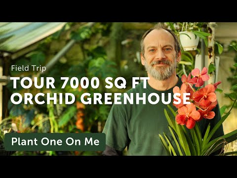 Tour 7000 sq ft of ORCHID GREENHOUSE with Little Brook Orchids — Ep. 311