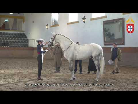 230128 22 Manolete - Aprovação de Garanhões