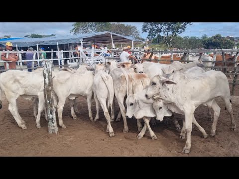 Feira de gado em jupi-Pe 06-09-2026 bezerrada extra 