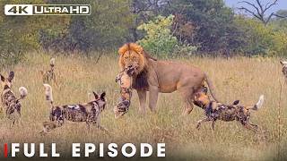 Download lagu Powerful Hunters FULL EPISODE | Deadliest Lion | Nature Animal Documentary mp3