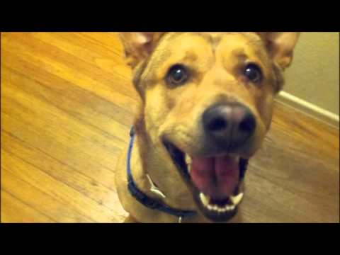 Bloody Beetroots vs White Lies - To Lose My Life For Love (Hamskees Mashup)