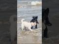 Funny Puppies You Need To See Puppy Cute Cutedog Dog Funnypuppy Animals Shorts