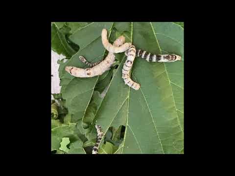 Silkworms 5-17-2020
