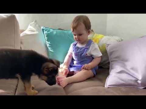 Cute_Baby_Meets_a_German_Shepherd_Puppy_for_Abdul Aleem Loona