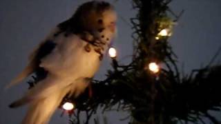 bimbo na boru./budgie bimbo on christmas tree