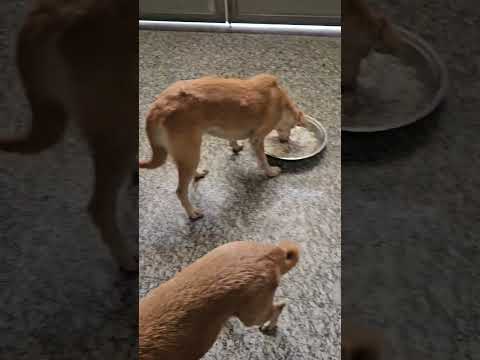 street dogs 🐕 family ❤️ #shorts #dog #puppy