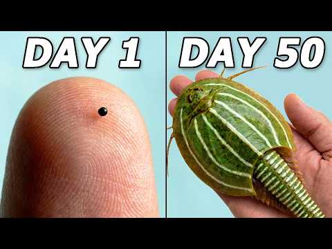 I Hatched Dinosaurs (300 Million Years Old)