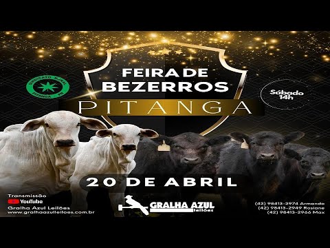 LEILÃO AO VIVO  - FEIRA DE BEZERROS (AS) DE PITANGA (PR) - 20/04/2024 (SÁBADO))