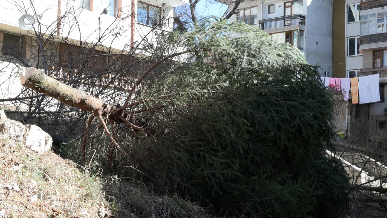 Изсичането на дървета в междублоково пространство скара съседи в Смолян