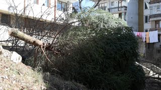 Изсичането на дървета в междублоково пространство скара съседи в Смолян