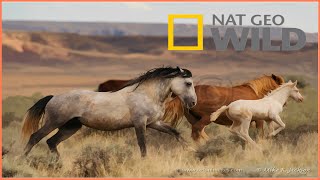 Wild Horses as Native North American BBC Documentary Wildlife Animals