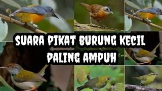 Download lagu SUARA PIKAT BURUNG KECIL PALING AMPUH mp3