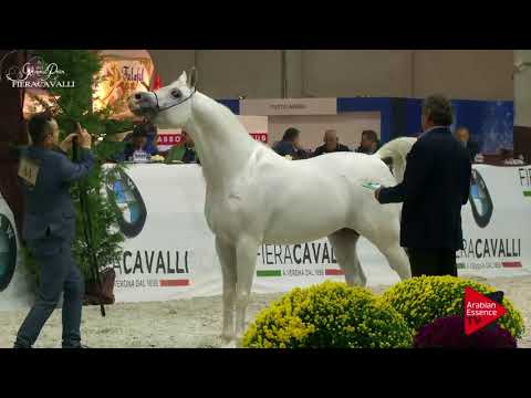 N.44 PHAVEZ BY IMPERIA - Gran Prix Fieracavalli 2017 - 4 Years Old and Older Stallions (Class H)