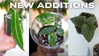 🌱 Repotting My NEW Plants + Answering Your Juiciest Questions!