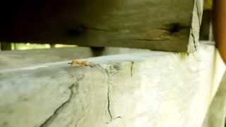 uncle cat - devochka (mumiy troll cover)