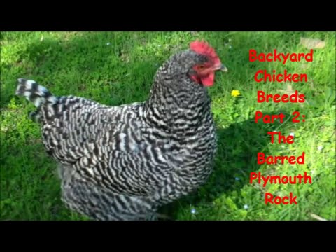 , title : 'Backyard Chicken Breeds (Part 2/4): The Barred Plymouth Rock'