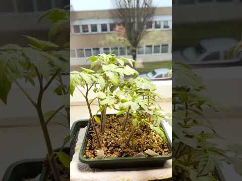 Tomaten: Fensterbank vs. Pflanzenlampe – Der Wuchs-Vergleich