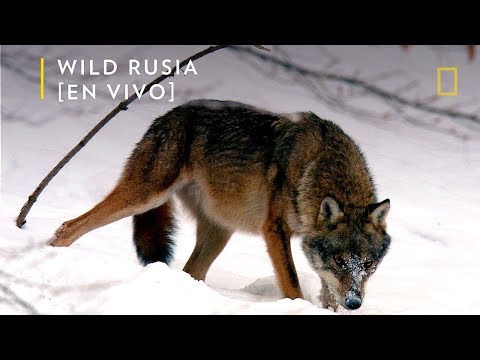 , title : 'Wild Rusia: Siberia | Nat Geo'
