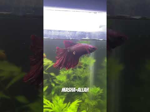 #music #phonk #spedup #audio #beats #hiphop #beat #trap #editaudio #shortsfeed #shorts #shortsfeed