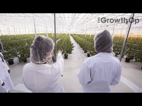 Canopy Growth focused on future of cannabis genetics, learning from black market | The GrowthOp