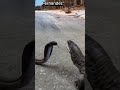 Melihat Pertarungan Ular Kobra Vs Biawak Di Ganggun Burung Hantu Animals Scary