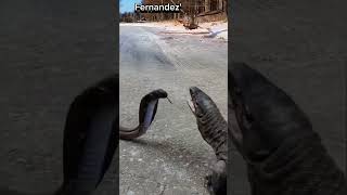 Download lagu Melihat Pertarungan Ular Kobra vs Biawak di ganggun Burung hantu #animals #scary mp3 Download lagu Melihat Pertarungan Ular Kobra vs Biawak di ganggun Burung hantu #animals #scary mp3