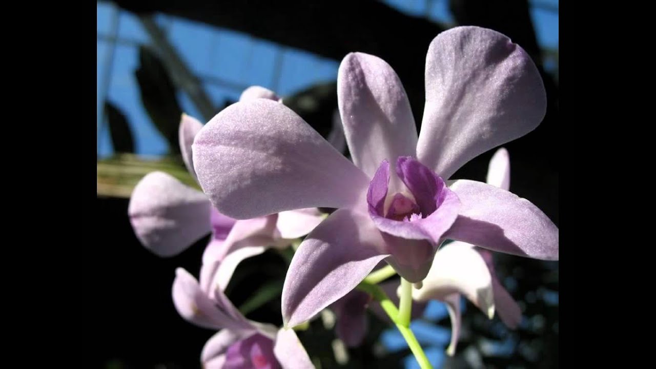 Karat Raar Lyrics  | Different Strokes | Jagjit Singh | Jagjit Singh