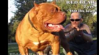 Red Bear - Biggest Bully Pitbull