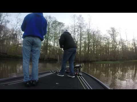 South Louisiana Bass