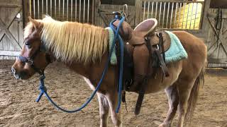 Pony Elmo For Sale