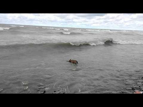 Keera in the water; first time she's liked it!