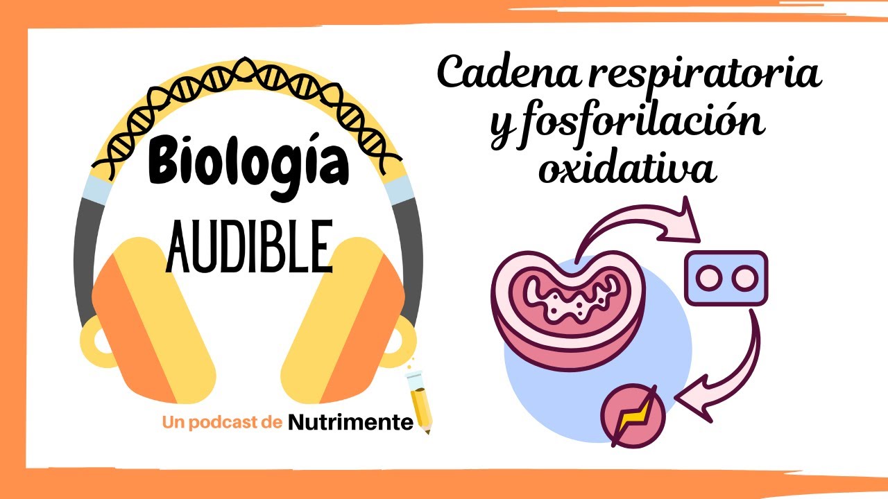 E11: Cadena Respiratoria y Fosforilación Oxidativa