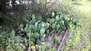 The Resurrection Cover