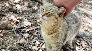 大声で呼びかけて来たかわいいおしゃべり猫モナカ