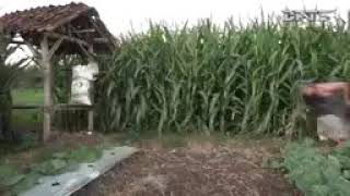 Download lagu Agus kotak raine kenek tai mp3 Download lagu Agus kotak raine kenek tai mp3