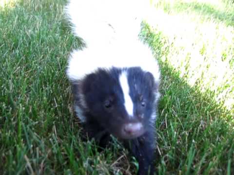 baby skunk grunts