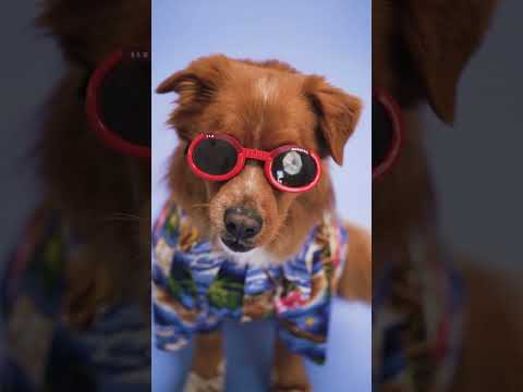 Dogs Hashtags Video