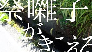祭囃子がきこえる / 初音ミク - 青屋夏生