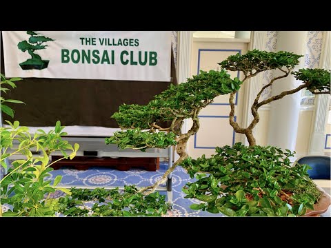 Check Out This Awesome Bonsai Show In The Villages! | Bonsai Club