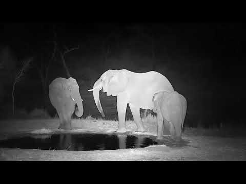 Djuma: Three Elephants drink at the pan - 19:56 - 09/21/21